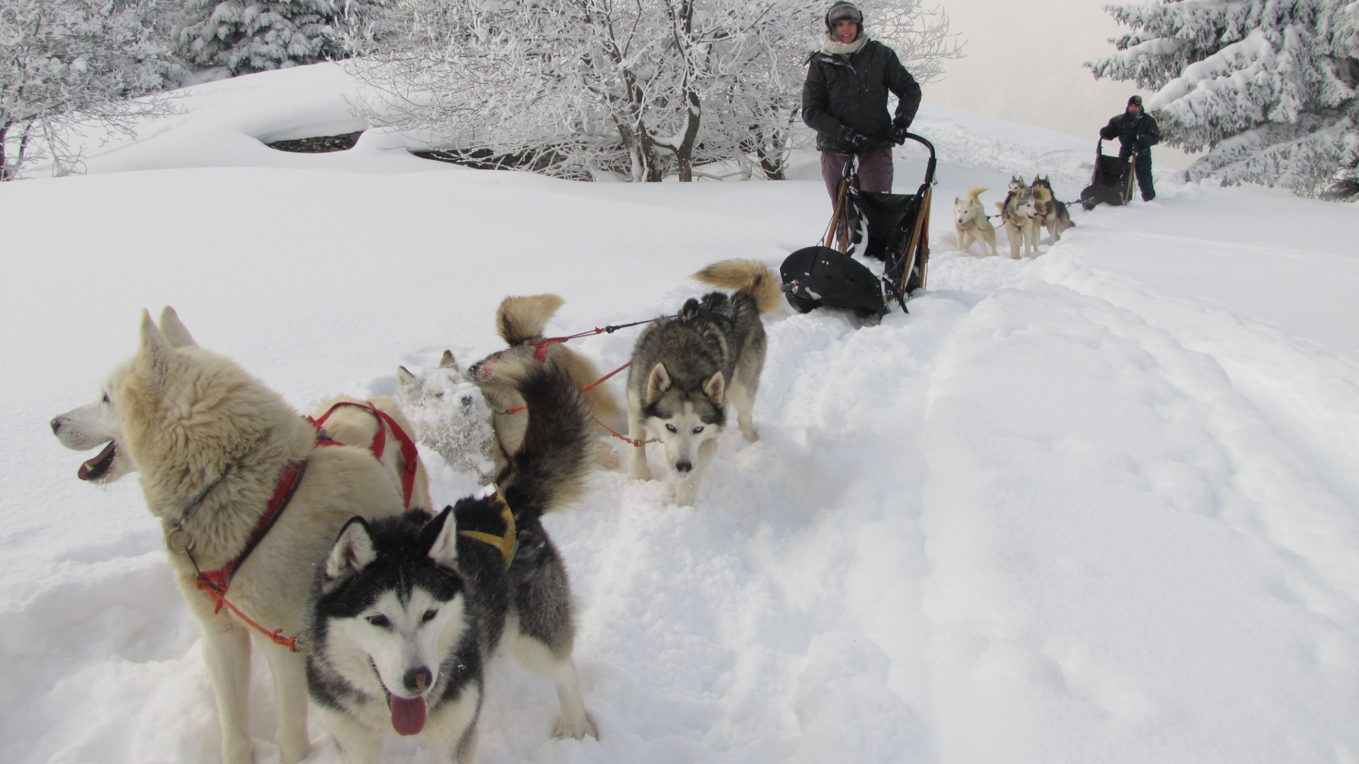 Dog sleding