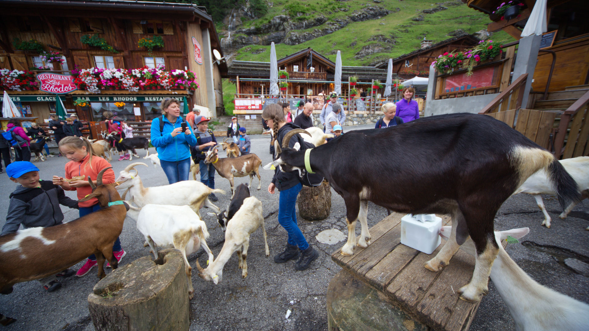 Kids love goats!